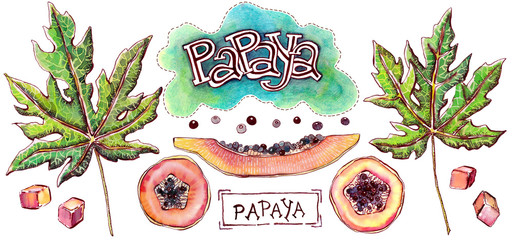 Watercolor illustration - papaya leaves and slices, lettering.