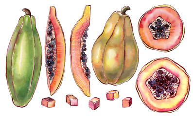 Watercolor illustration - papaya fruits and slices.