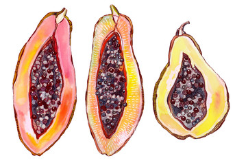 watercolor illustration - bright slices of papaya