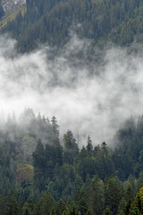 nebel steigt aus tannenwald