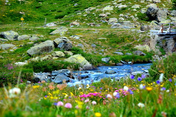 Rivière et fleurs sauvages de montagne