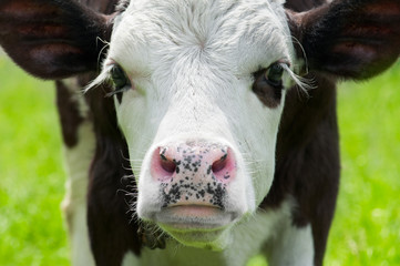 Farm animal. Close up portrait of little cow on meadow