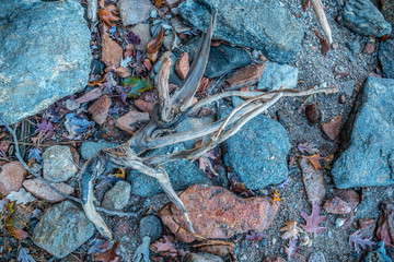 Driftwood and rocks on the beach