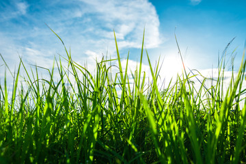 fresh green grass with sunrise in the morning with beautiful cloud. Season background with blue sky, sunshine and clouds.