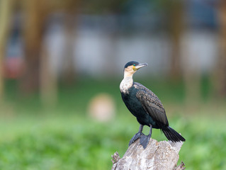 Cormorant sitting on a tree in lake Naivasha, Kenya, Africa