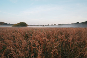 jesienna łąka i mgła
