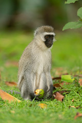 Obraz premium Vervet Monkey eating food from forest floor near lake Naivasha, Kenya, Africa