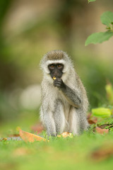 Vervet Monkey eating food from forest floor near lake Naivasha, Kenya, Africa