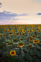 Obraz premium Summer beauty landscape with colorful sunset over sunflowers field