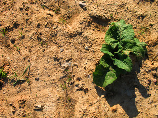 Dryland with a green stem that tries to grow, Sprout is growing through the dry sand, Sunny summer day, and a green plant that casts a shadow.