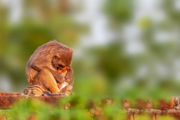 Mother and baby monkey are looking sleepy