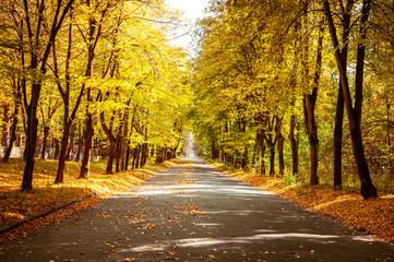 Fototapeta na wymiar Sunny day at autumn park with colorful trees and pathway