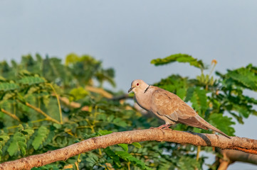 Eurasian collared dove on a tree with green leaves