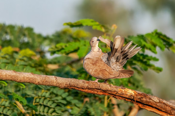 Eurasian collared dove doing preen on a tree with green leaves