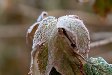 Raureif auf Blättern