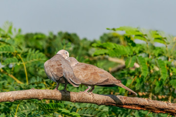 A couple of eurasian collared dove showing love