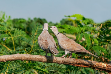 A couple of eurasian collared dove showing love