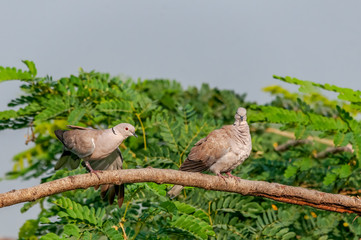 A couple of eurasian collared dove looking busy on a tree