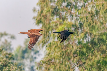 Black kite chasing raven in the sky