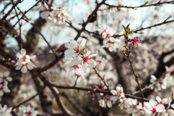 Beautiful and colorful image of flowers sprouting from the branches. Spring Announcement. Almond Blossom Season.