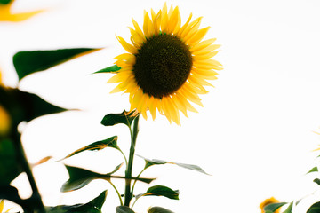 a field of beautiful bright colors of sunflowers in the sunset time in the summer