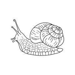 Snail for spa salon, eco cosmetics. Vector in sketch style.  Line style. Isolated on white background.