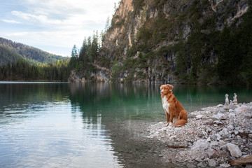 dog at moutain lake. Walk with your pet. Nova Scotia Duck Tolling Retriever pedigree on the rocks near the water