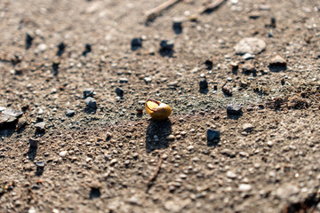 Schneckenhaus am Boden mit Steinen