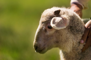 Lovely lamb portrait on a green meadow background.