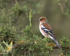 A Chaffinch (Fringilla coelebs) perching on a tree