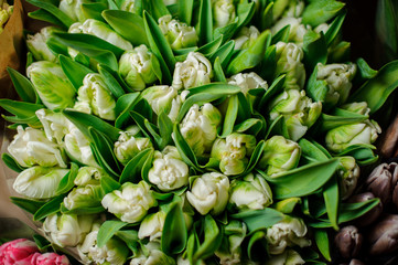 Obraz premium Beautiful bouquet of white tulips with a green leaves in the transparent wrapping paper