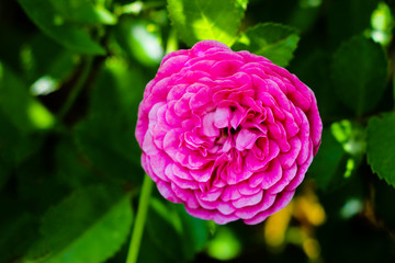 Red rose on the branch in the garden.