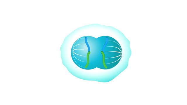 Cell division. Mitosis. Animation for educational use