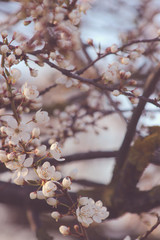 spring blooming tree with white flowers