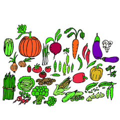  Vector illustration. Set of vegetables of different colors. Design for covers, wallpaper, clothes.