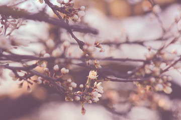 spring blooming tree with white flowers