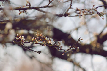 spring blooming tree with white flowers