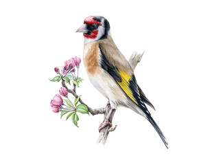 Goldfinch bird with apple tree flowers watercolor illustration. Hand drawn close up spring nature image. Goldfinch with lush blossoms isolated on white background.