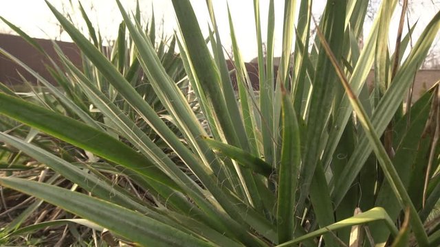 yucca in winter close up 