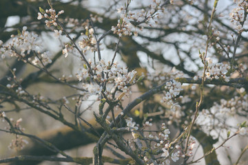 spring blooming tree with white flowers