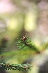 Needles of evergreen spruce