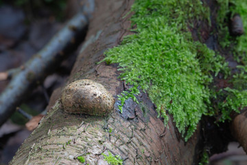 Grown Burl on a tree trunk, green moss arround