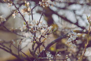 spring blooming tree with white flowers