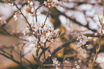 spring blooming tree with white flowers