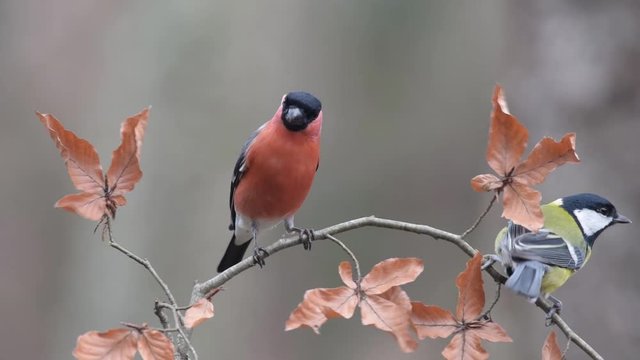 bullfinch perched on the beech branch