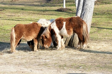 Horses in nature eating grass and enjoy