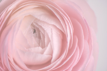 Fototapeta na wymiar close up of fresh pink rose flower with water drops