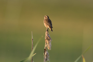 Braunkehlchen