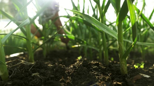 Green onions plantation in summer. Farming fields harvest, agriculture, organic vegetables growing. Fresh green stalks of onion or garlic in vegetable garden. Organic farm, agriculture industry