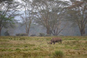 Rare and Endangered White Rhino near Lake Nakuru in Kenya, Africa